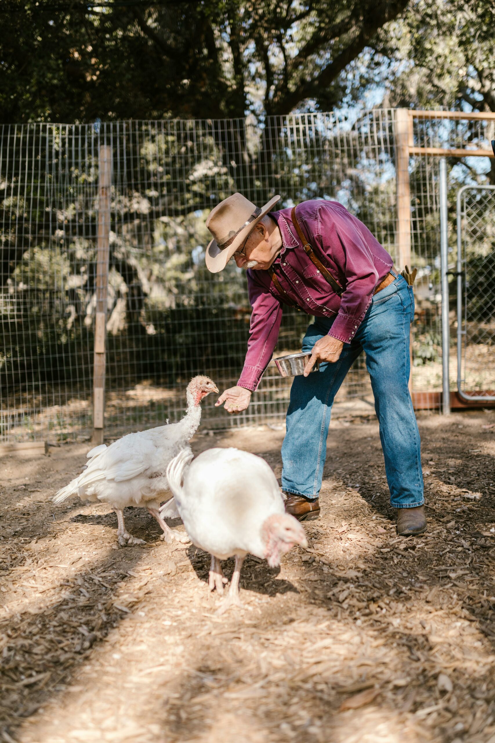 An elderly farmer in a cowboy hat feeds white turkeys outdoors, showcasing rural life.