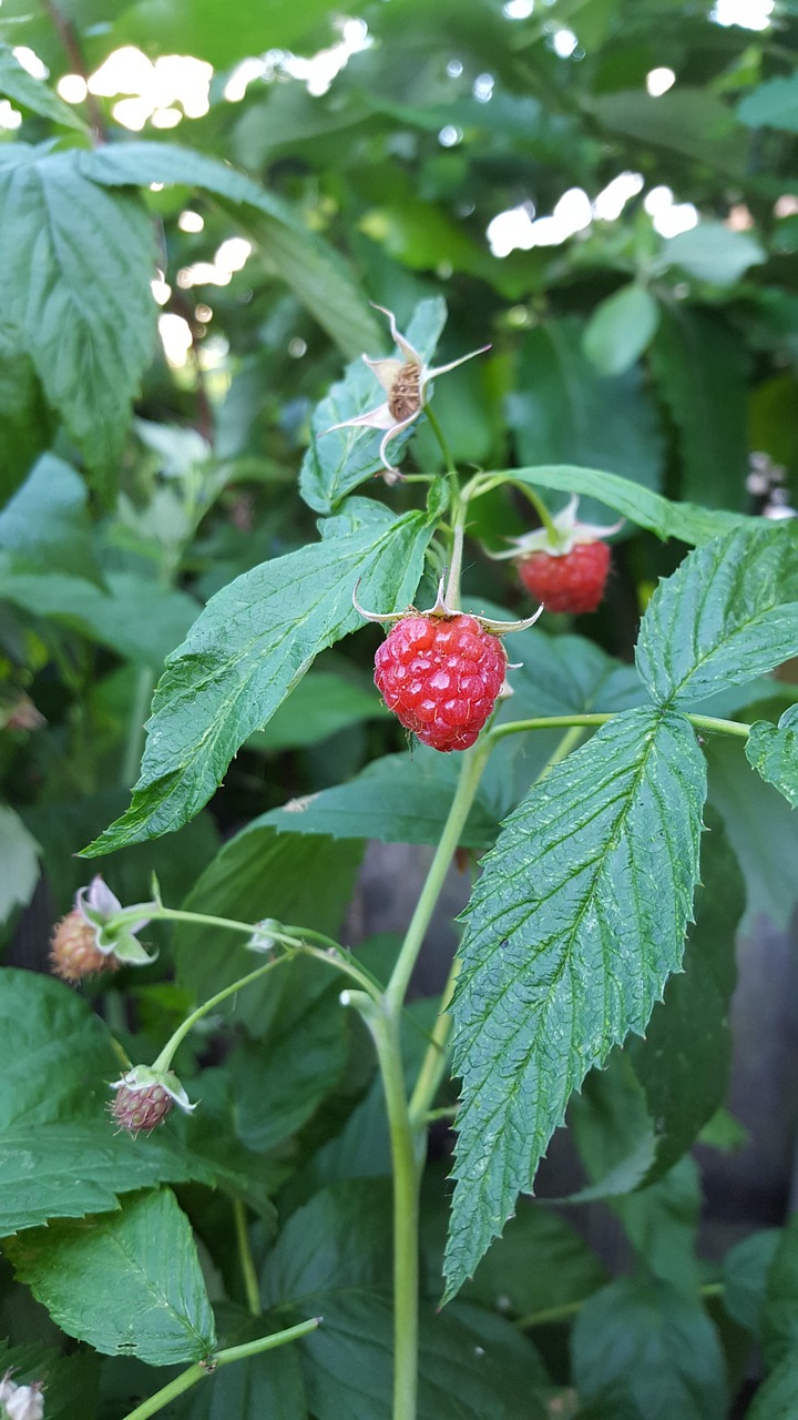 raspberry, red, fruit