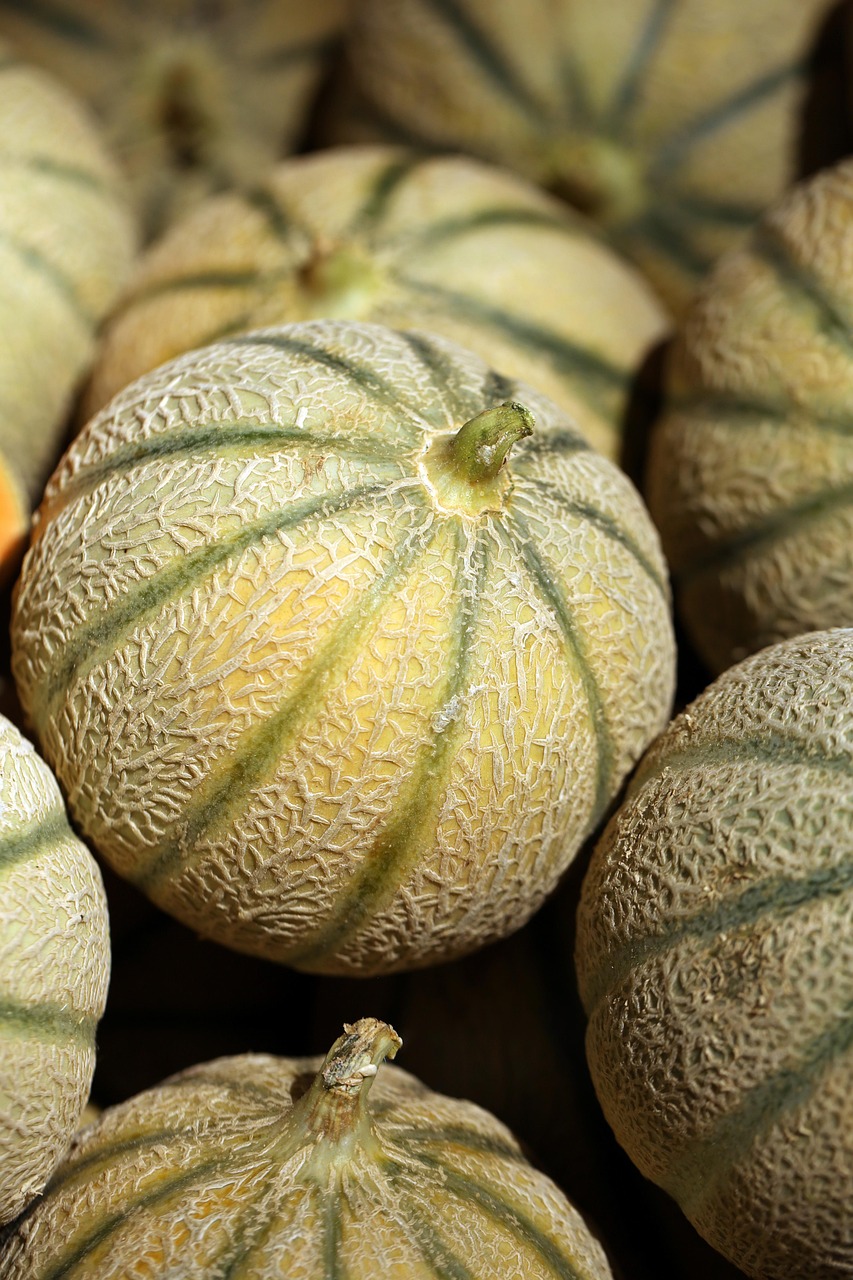 melon, fruit, food, melon, melon, melon, melon, melon