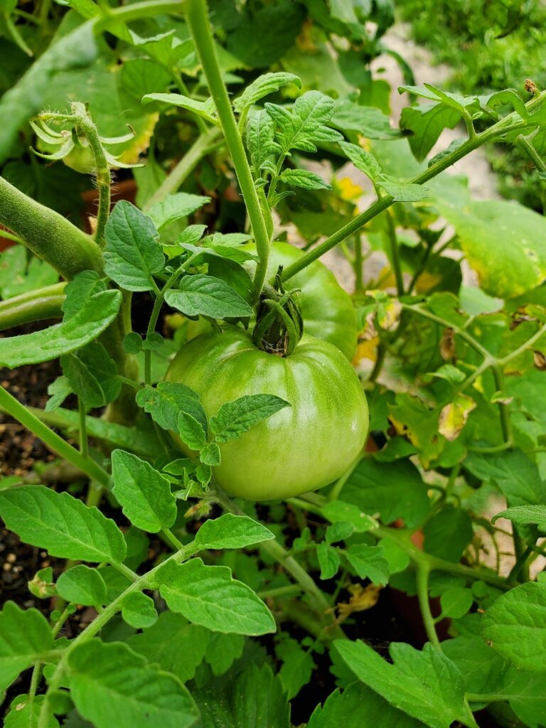 tomato, green tomato, vine tomato